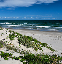 Padre-Island-National-Seashore image