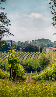 Zin-Valle-Vineyards image