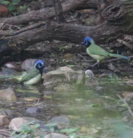 World-Birding-Center image