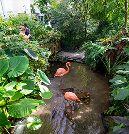 Key-West-Butterfly-and-Nature-Conservatory image