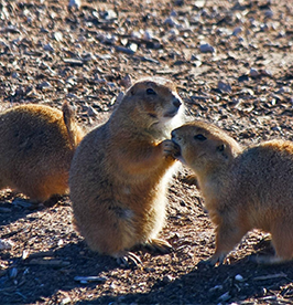 Prairie-Dog-Town image