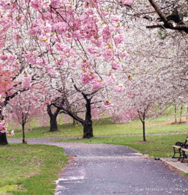 Branch Brook Park image