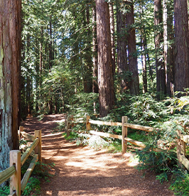 Redwood-Regional-Park image