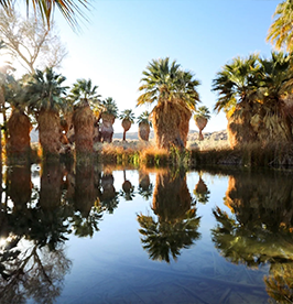 Coachella-Valley-Preserve image