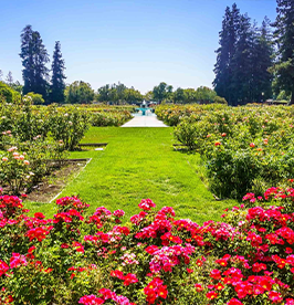 The-Municipal-Rose-Garden image