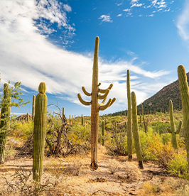 Saguaro-National-Park image